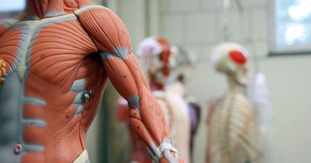 İnsan Anatomisi Hâlâ Tam Anlaşılmadı: Yeni Bulgular ve Farklılıklar Gözler Önünde