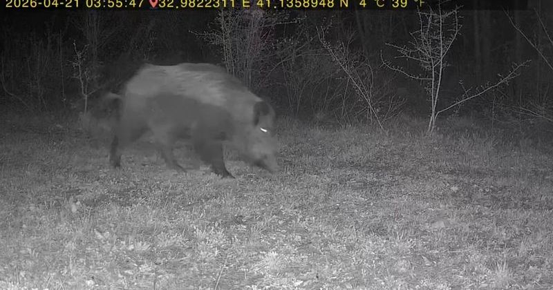 Ovacık Ormanında Fotokapan Ayı, Domuz ve Gelinciği Kaydetti