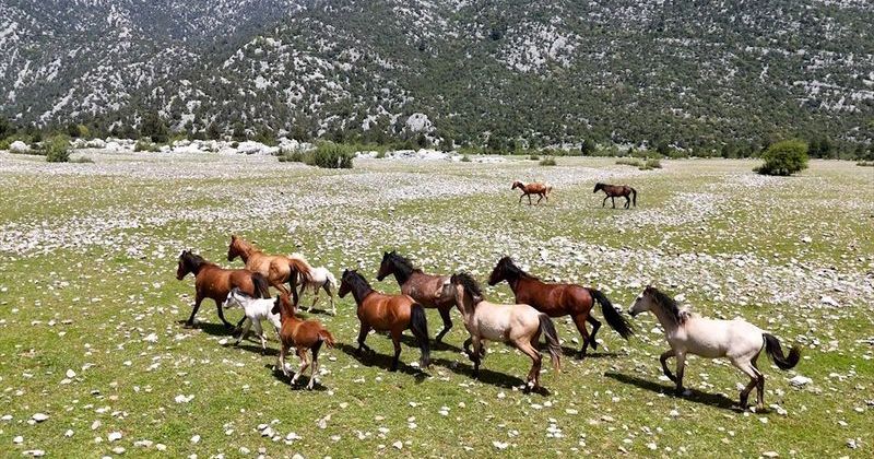 Eynif Ovası'ndaki Yılkı Atları Dronla İlk Kez Havadan Görüntülendi
