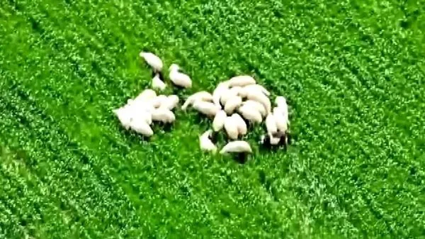 Amasya'da Kaybolan Koyunlar AFAD Dronu ile Bulundu