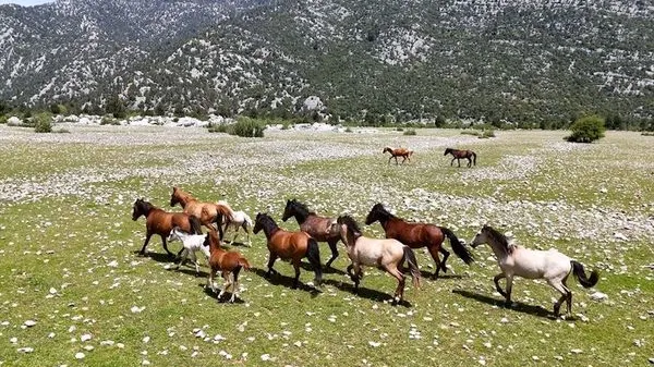 Eynif Ovası'ndaki Yılkı Atları Dronla İlk Kez Havadan Görüntülendi