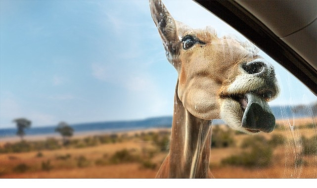 Yeni Seri 'Vahşi Türden Yakınlaşmalar',   3 Eylül Çarşamba 20.00'de İki Bölümüyle   National Geographic WILD Ekranlarında İzleyicilerle Buluşuyor!