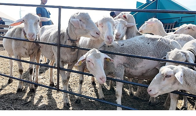İnegöl Belediyesi, İlçeler Arası Tarım ve Hayvancılıkta İş Birliğini Güçlendiriyor