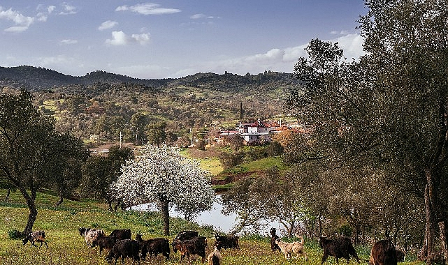 Seferihisar Orhanlı Köyü'nde Zeytin Hasadı Festivaline davetlisiniz.