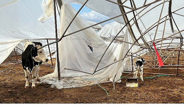 Antalya Büyükşehir Belediyesi, Yağış ve Fırtınadan Etkilenen Üreticilerin Yanında